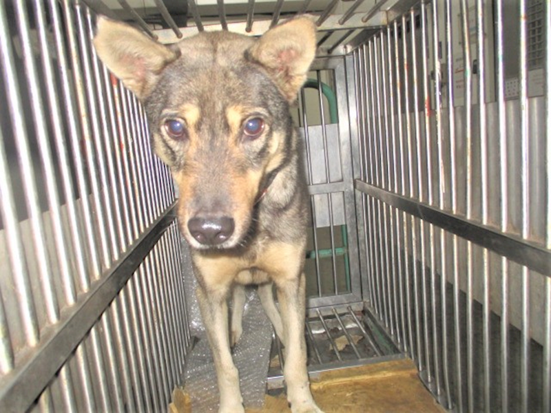 桃園市動物保護教育園區,編號:344090, 混種犬          