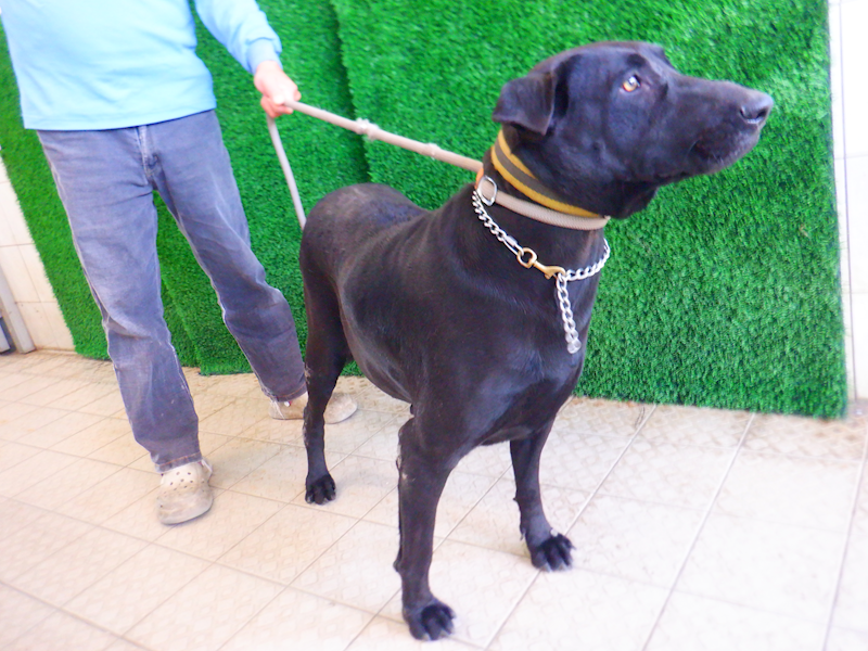 南投縣公立動物收容所,編號:436942, 混種犬          