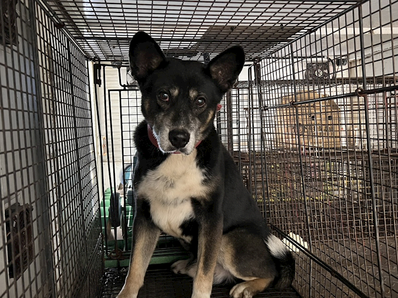 桃園市動物保護教育園區,編號:445974, 混種犬          