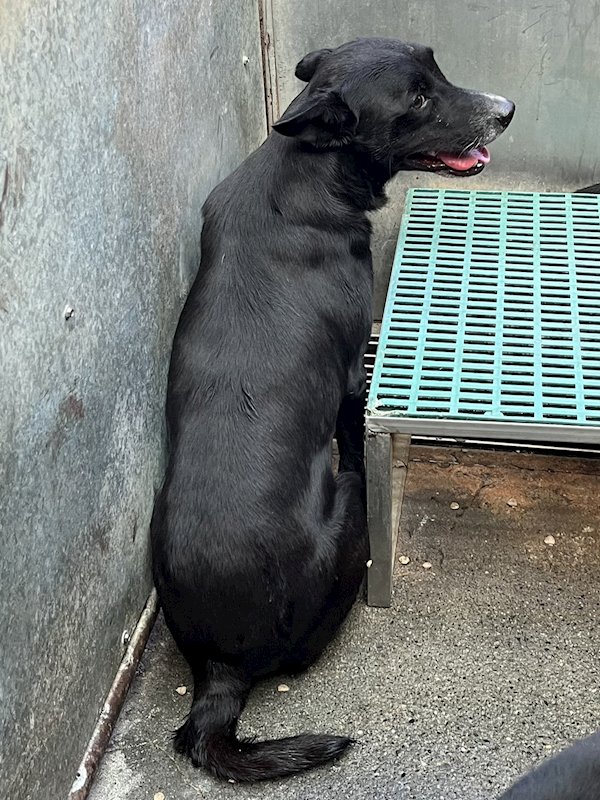 彰化縣流浪狗中途之家,編號:446131, 混種犬          