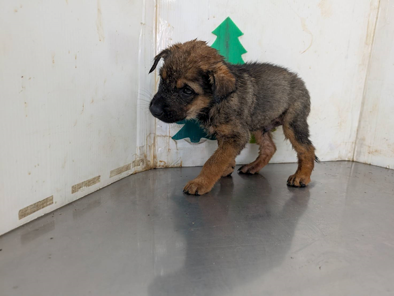 高雄市燕巢動物保護關愛園區,編號:441548, 混種犬          