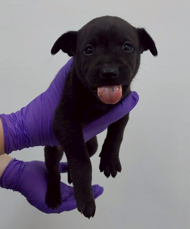 花蓮縣狗貓躍動園區,編號:439581, 混種犬          