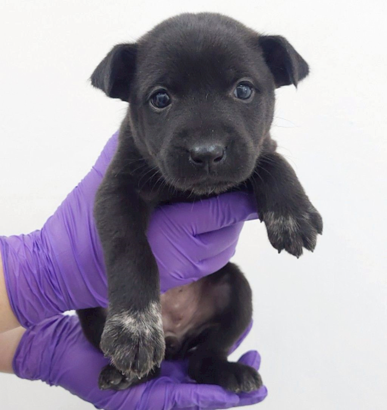 花蓮縣狗貓躍動園區,編號:439580, 混種犬          