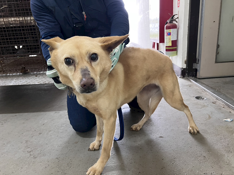 桃園市動物保護教育園區,編號:446135, 混種犬          