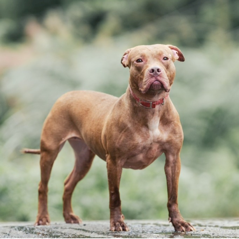 新北市新店區公立動物之家,編號:331252, 比特犬
