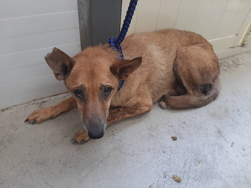 臺北市動物之家,編號:316107, 混種犬          