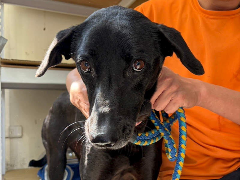 臺北市動物之家,編號:443026, 混種犬          