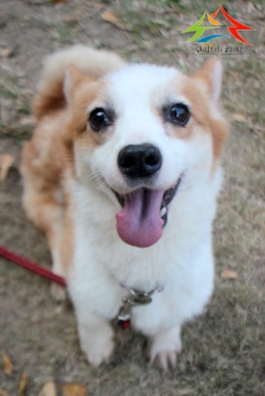 臺中市動物之家后里園區,編號:444883, 威爾斯柯基犬              