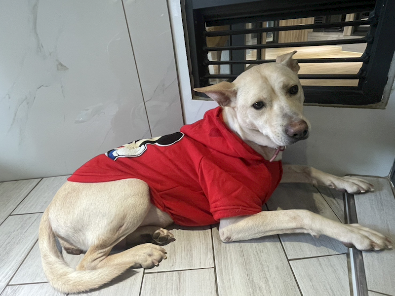 桃園市動物保護教育園區,編號:440441, 混種犬          