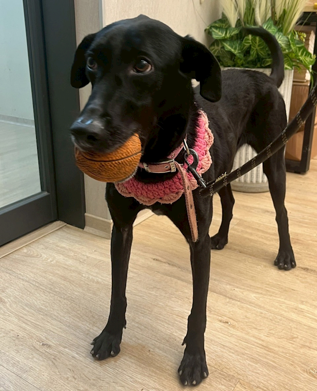 桃園市動物保護教育園區,編號:446113, 混種犬          