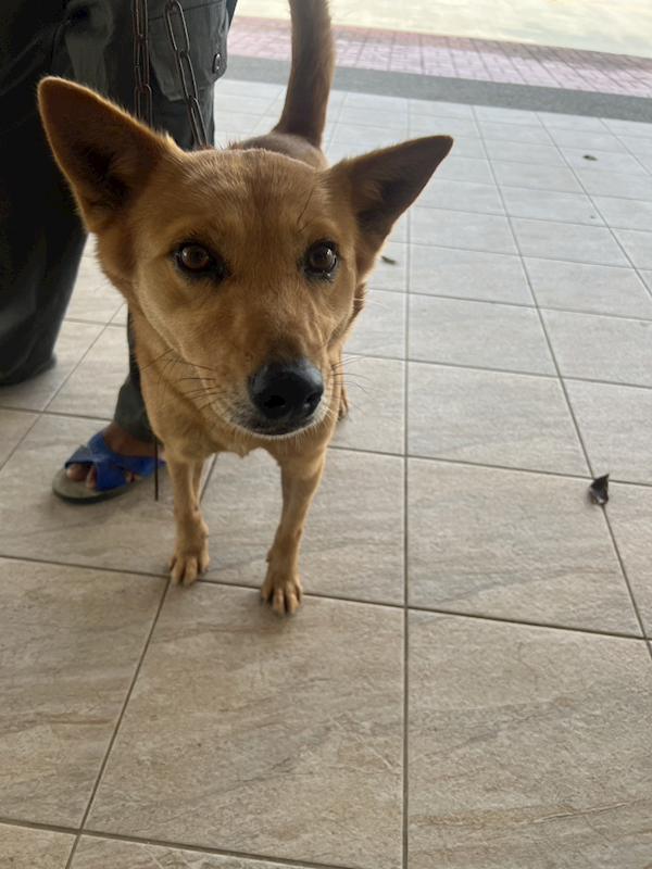 苗栗縣動物保護教育園區,編號:446098, 混種犬          