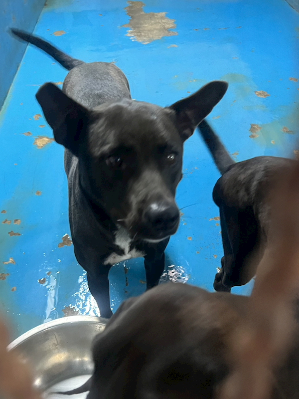 苗栗縣動物保護教育園區,編號:446099, 混種犬          