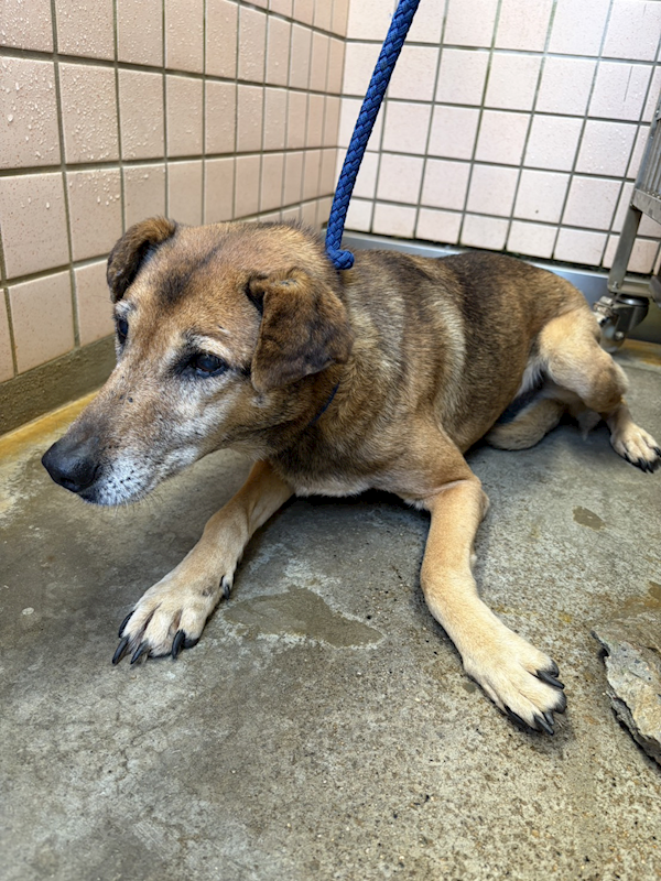 新北市淡水區公立動物之家,編號:444555, 混種犬          