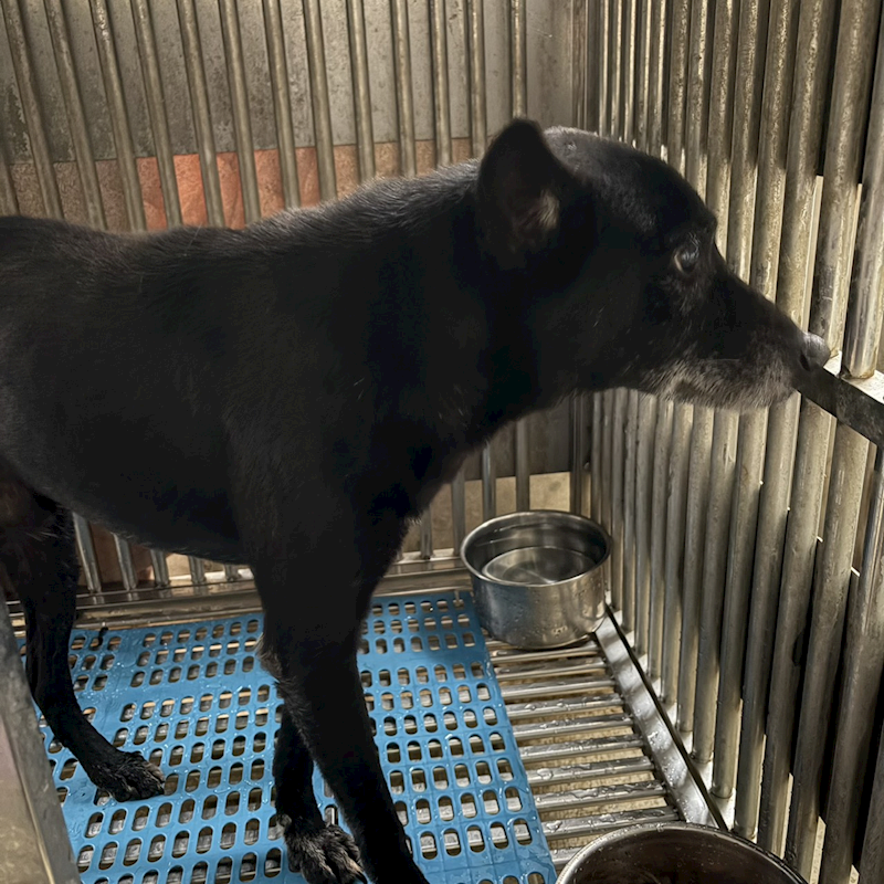 新北市淡水區公立動物之家,編號:444635, 混種犬          