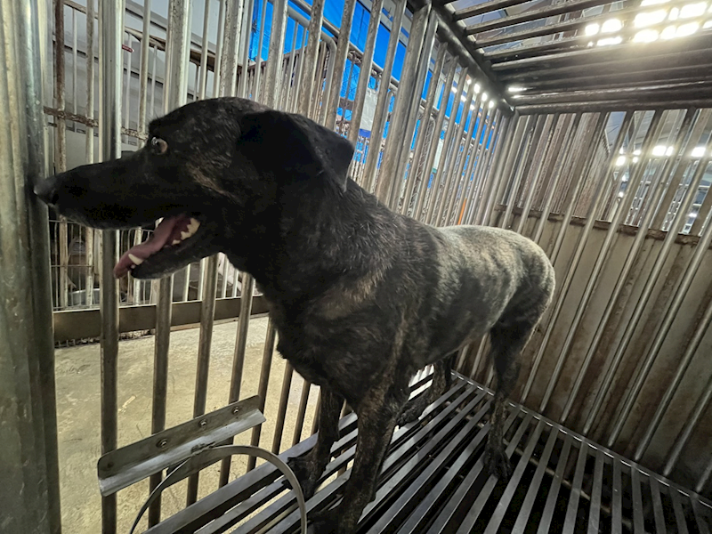 彰化縣流浪狗中途之家,編號:440080, 混種犬          