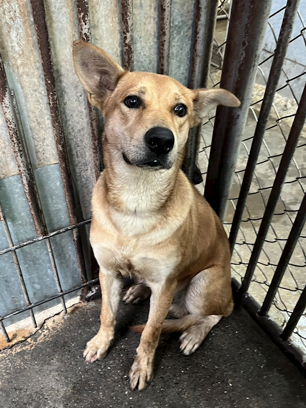 彰化縣流浪狗中途之家,編號:438958, 混種犬          