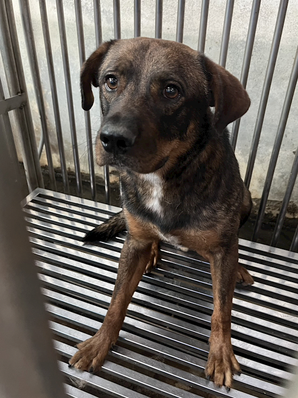 彰化縣流浪狗中途之家,編號:445430, 混種犬          