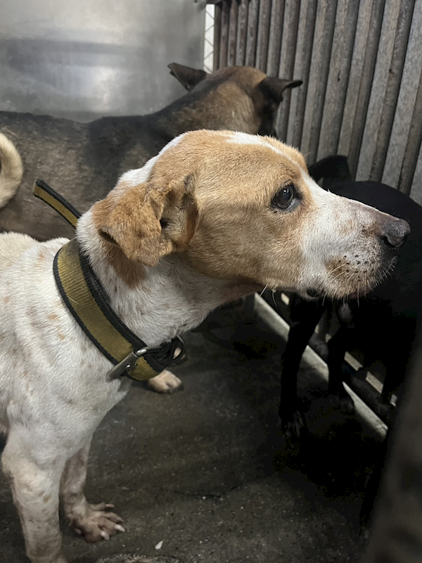 彰化縣流浪狗中途之家,編號:444846, 混種犬          