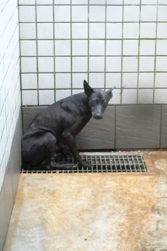 宜蘭縣流浪動物中途之家,編號:445852, 混種犬          