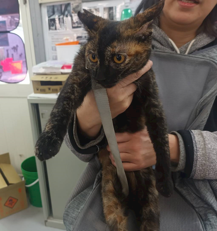 新北市板橋區公立動物之家,編號:446293, 混種貓                 