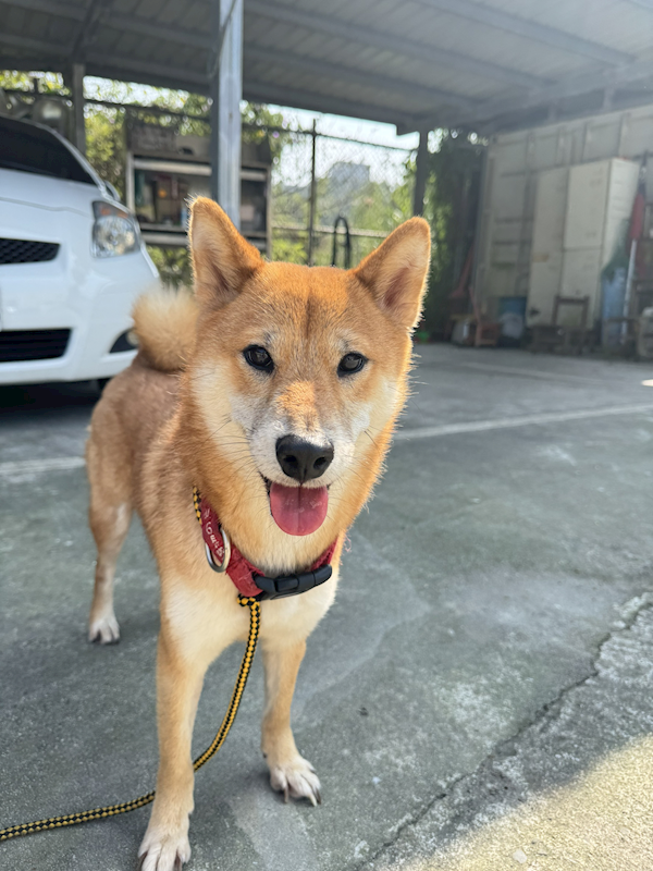 新北市八里區公立動物之家,編號:446287, 柴犬                  
