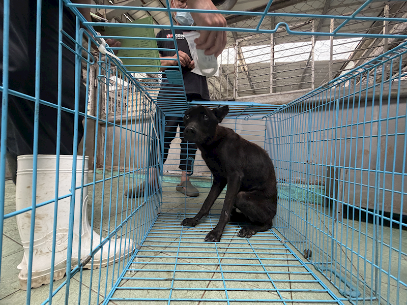 高雄市燕巢動物保護關愛園區,編號:446262, 混種犬          