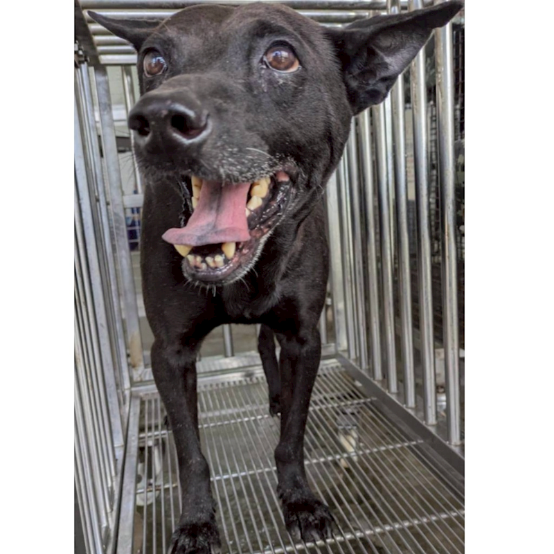 花蓮縣狗貓躍動園區,編號:443516, 混種犬          