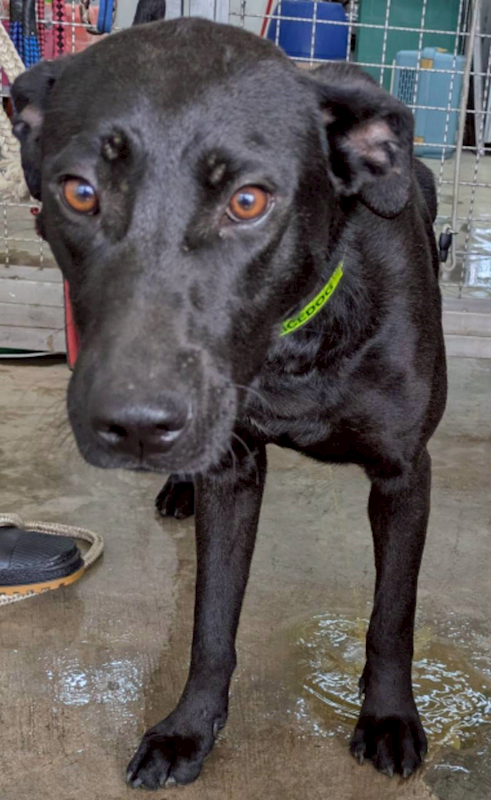 花蓮縣狗貓躍動園區,編號:443517, 混種犬          