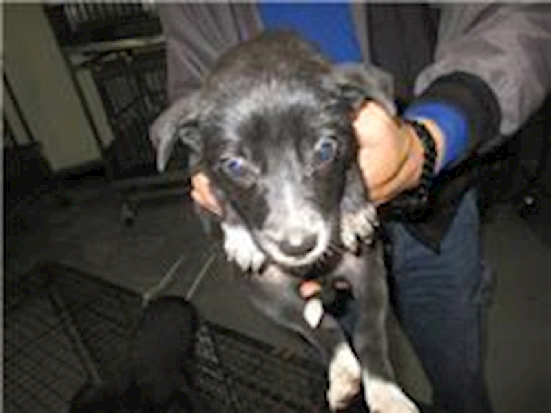 桃園市動物保護教育園區,編號:76081, 混種犬          