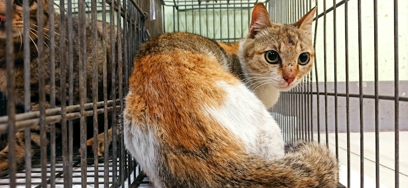 金門縣動物收容中心,編號:446243, 混種貓                 