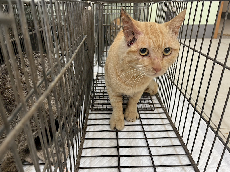 金門縣動物收容中心,編號:446241, 混種貓                 