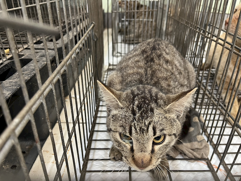 金門縣動物收容中心,編號:446240, 混種貓                 