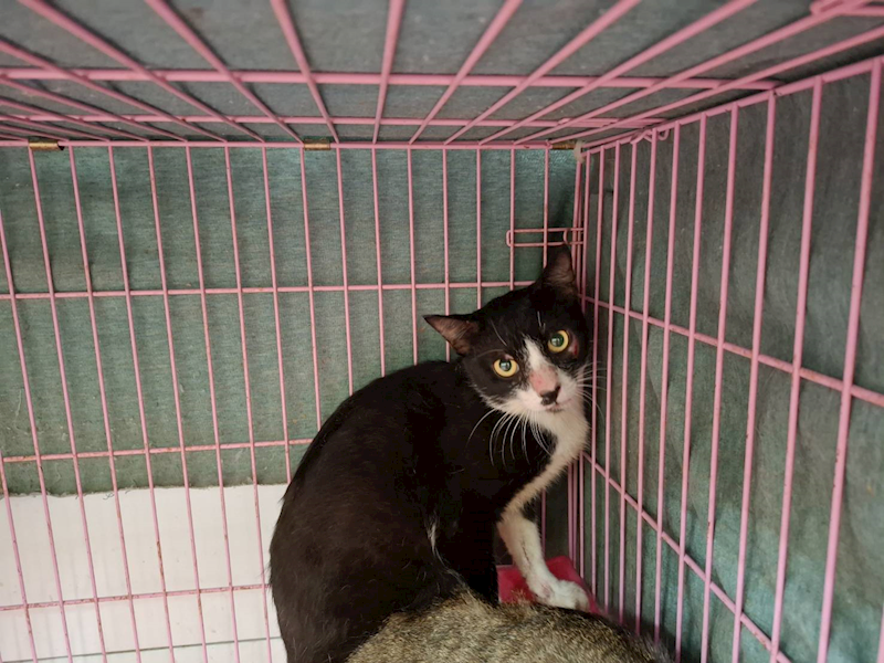 臺北市動物之家,編號:410281, 混種貓                 