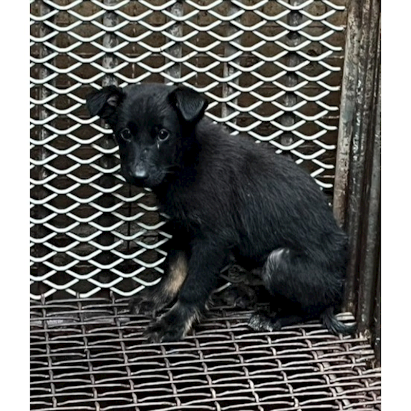 彰化縣流浪狗中途之家,編號:440703, 混種犬          