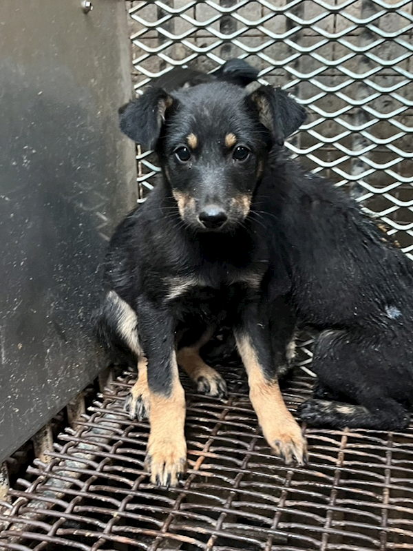 彰化縣流浪狗中途之家,編號:440702, 混種犬          