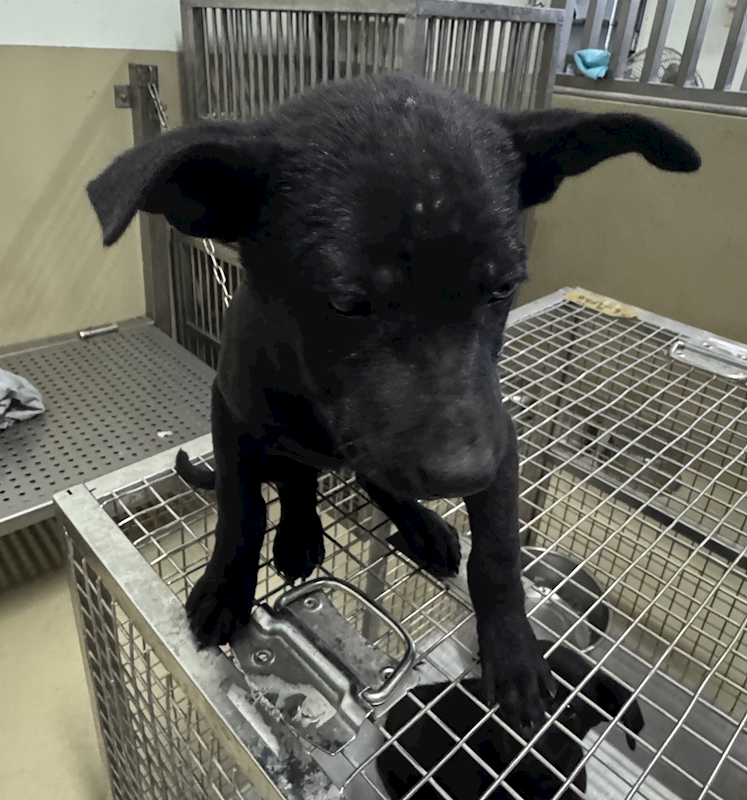 嘉義市動物保護教育園區,編號:438056, 混種犬          