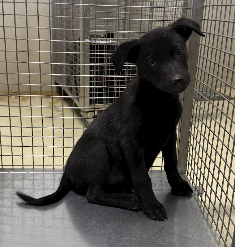 嘉義市動物保護教育園區,編號:438055, 混種犬          