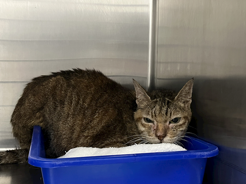 臺北市動物之家,編號:414216, 混種貓                 