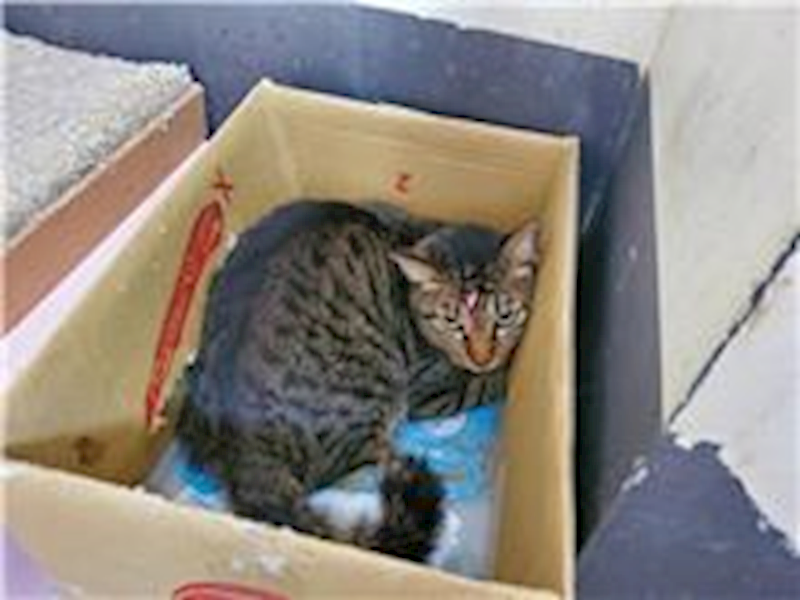 臺北市動物之家,編號:194953, 混種貓                 