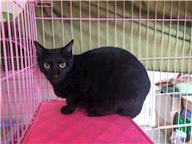 臺北市動物之家,編號:283023, 混種貓                 