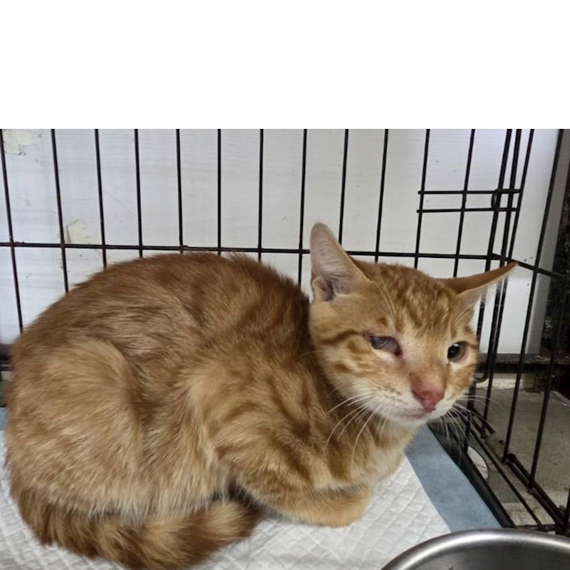 臺北市動物之家,編號:435876, 混種貓                 