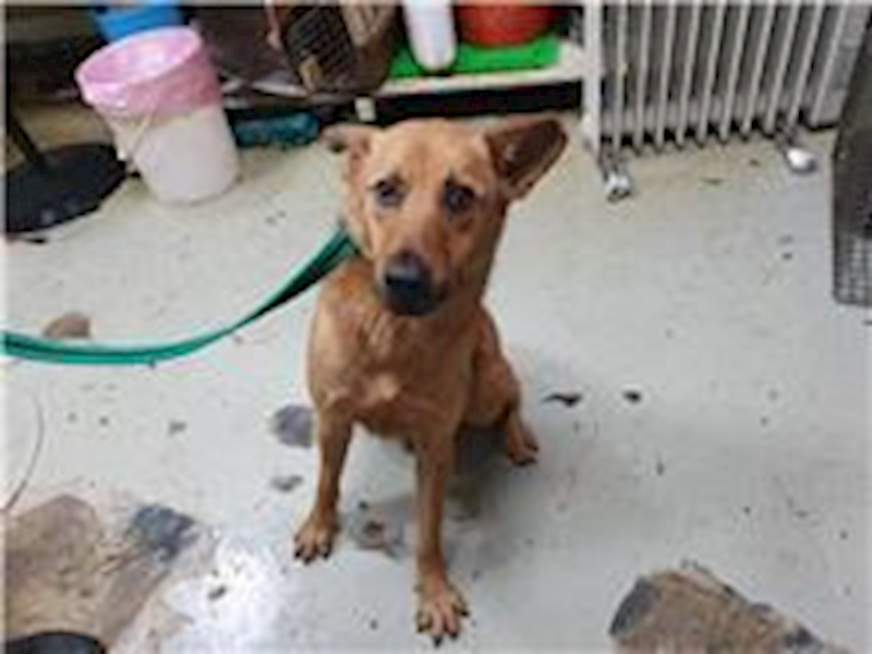 臺北市動物之家,編號:193317, 混種犬          