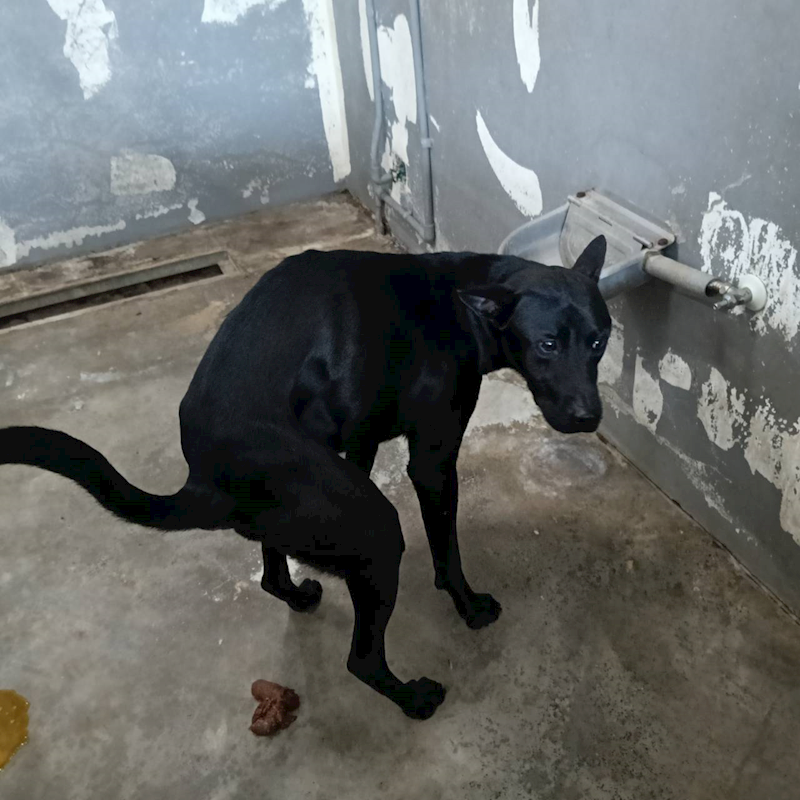 新竹市動物保護教育園區,編號:446483, 混種犬          