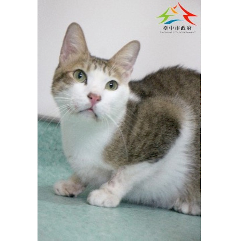臺中市動物之家后里園區,編號:436290, 混種貓                 