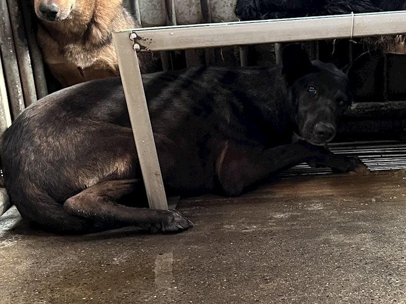 彰化縣流浪狗中途之家,編號:446463, 混種犬          