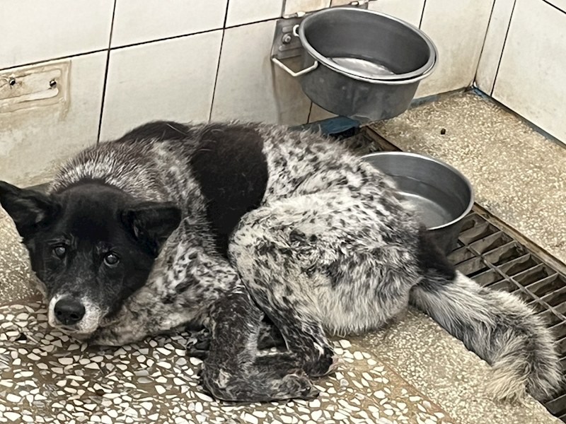 高雄市壽山動物保護教育園區,編號:446456, 混種犬          