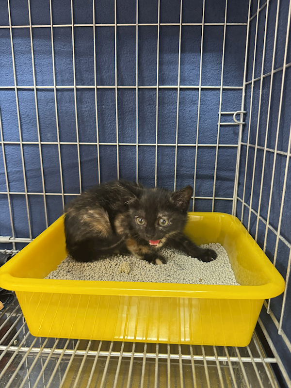 新北市八里區公立動物之家,編號:404690, 混種貓                 