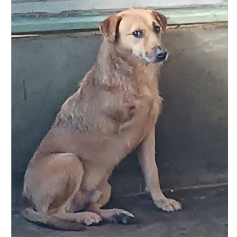 雲林縣流浪動物收容所,編號:346479, 混種犬          