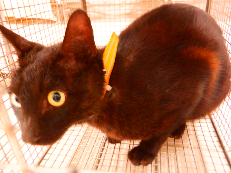 南投縣公立動物收容所,編號:446085, 混種貓                 