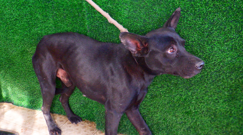 南投縣公立動物收容所,編號:445532, 混種犬          